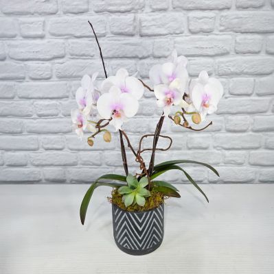  Orchid Elegance