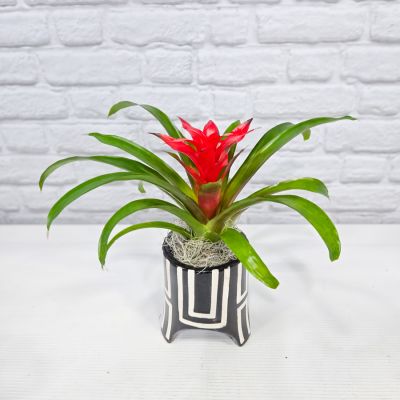 Bromeliad in Ceramic