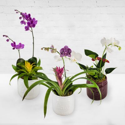 Orchid Plant Special - Assorted