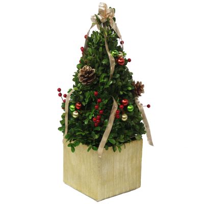 Traditional Boxwood Tree